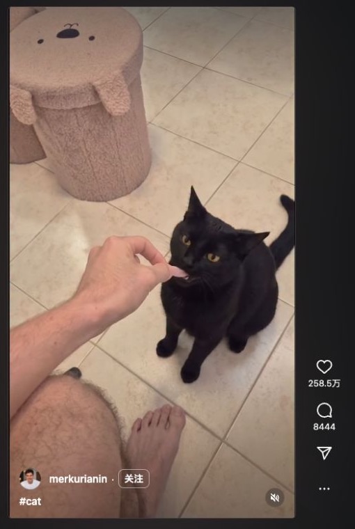 Viral Clapping Cat video on Instagram