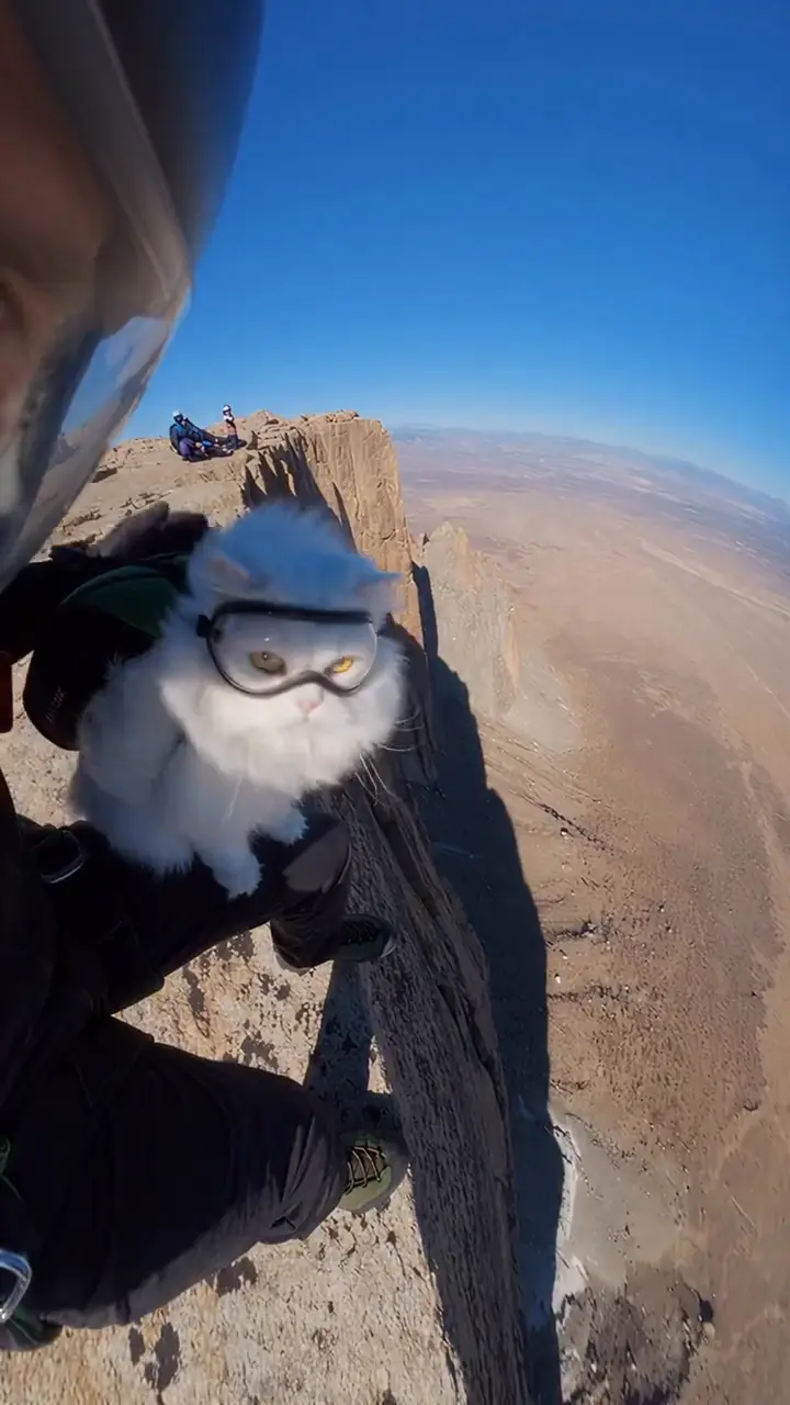 Original reference video: A cat in goggles jumps a desert cliff