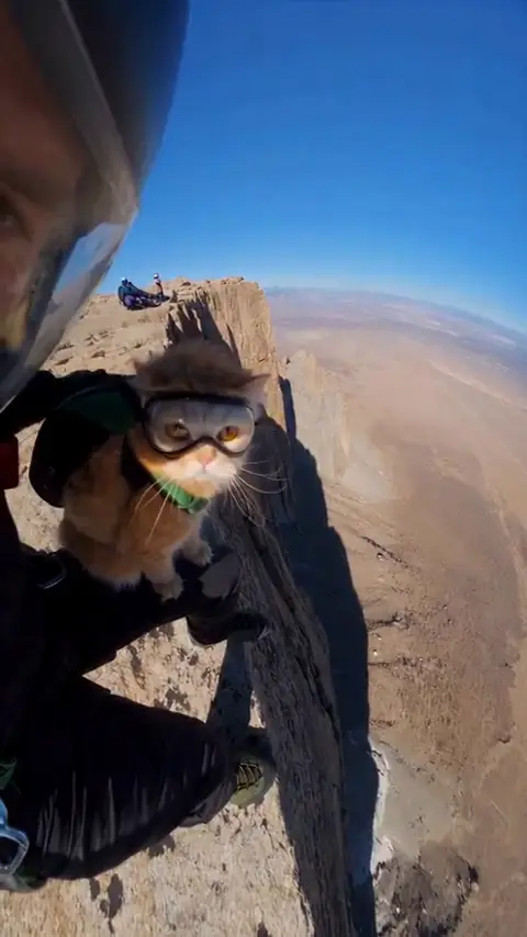Skydiving Pet template